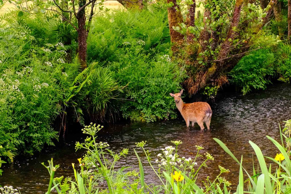 killarney national park deer