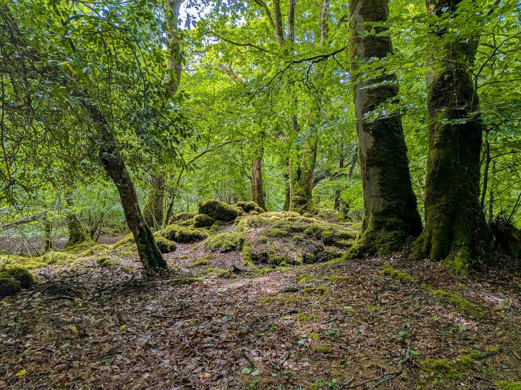 killarney national park