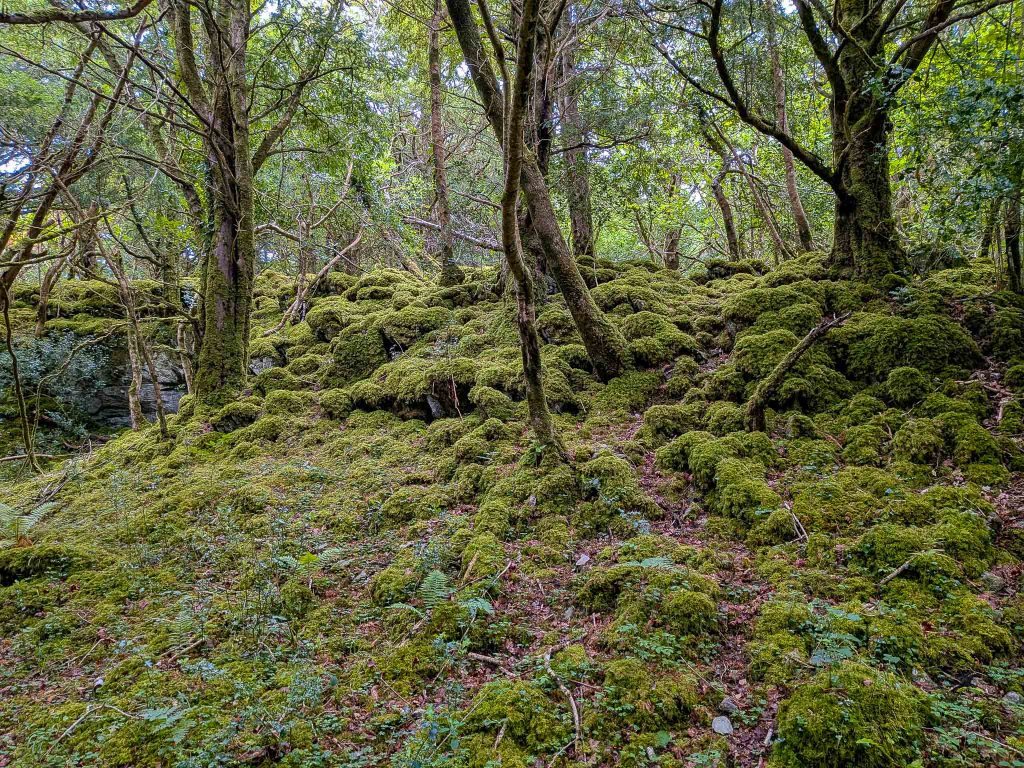 killarney national park