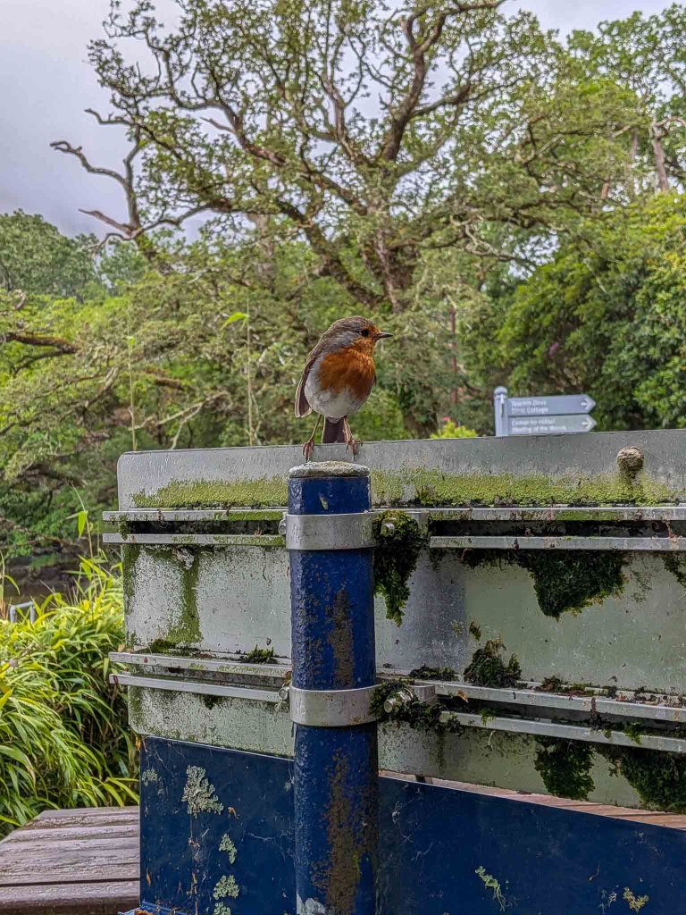 killarney national park bird