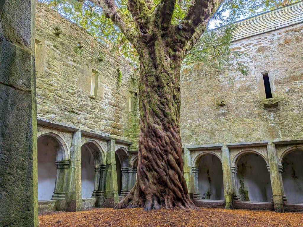 muckross abbey yew tree
