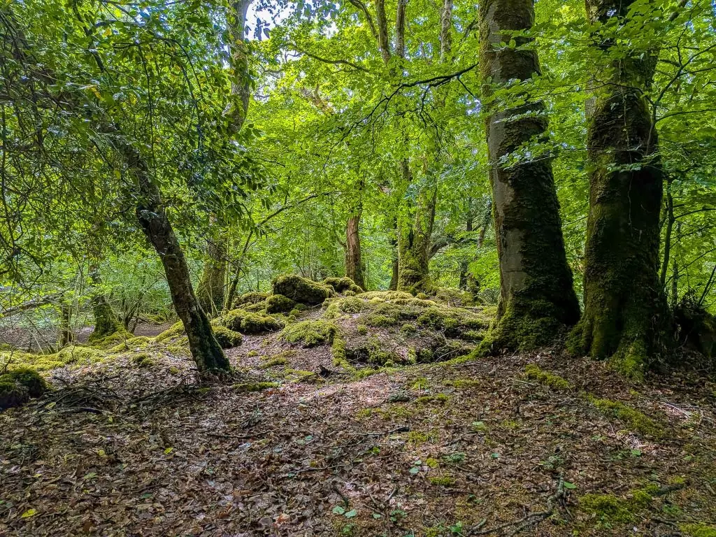 killarney national park