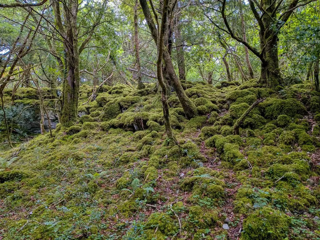 killarney national park