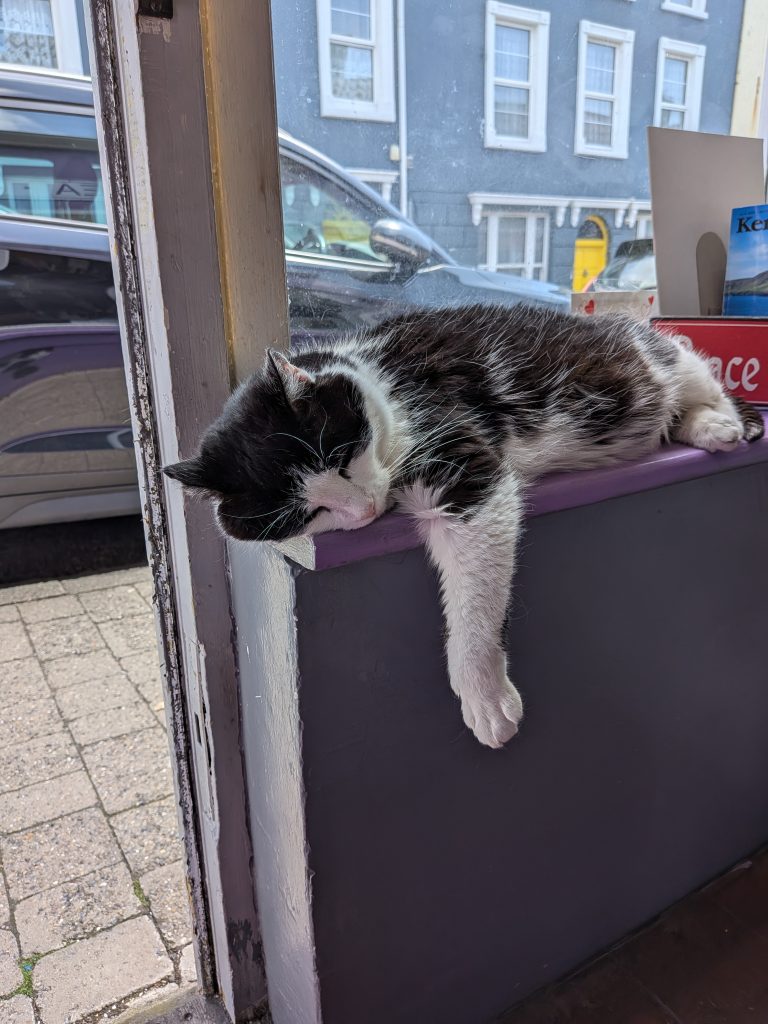 dingle cat