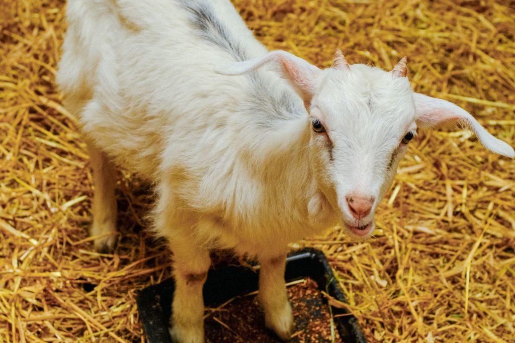 Muckross Traditional Farms goat