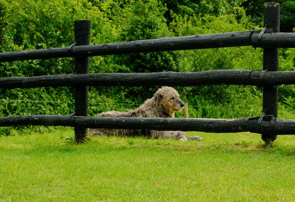 irish wolfhound muckross killarney