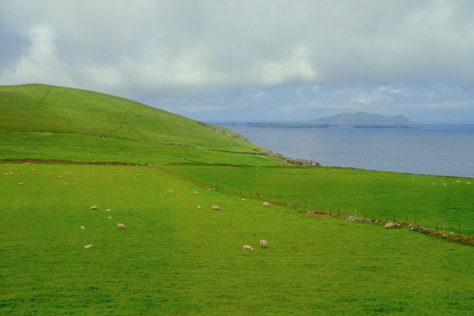 slea head drive sheep