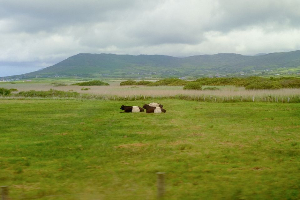 Belted Galloways vaches dingle